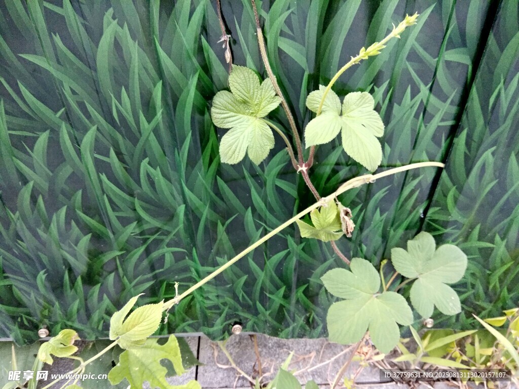 三葉草特寫