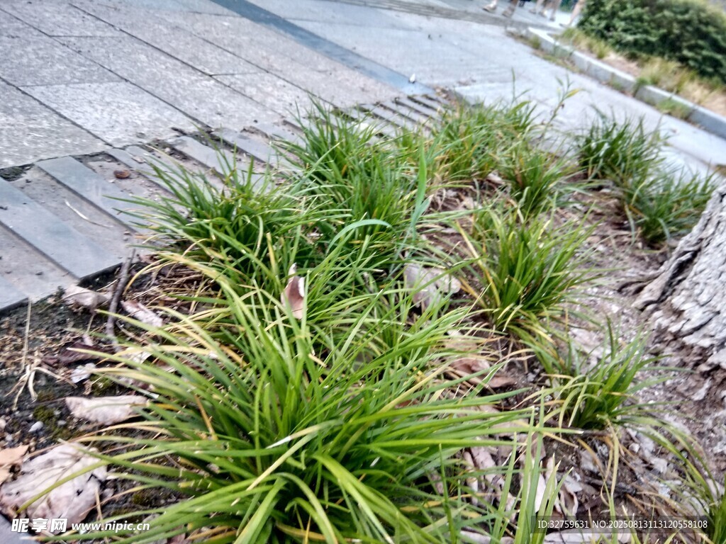 庭院中蔥郁的綠色植物