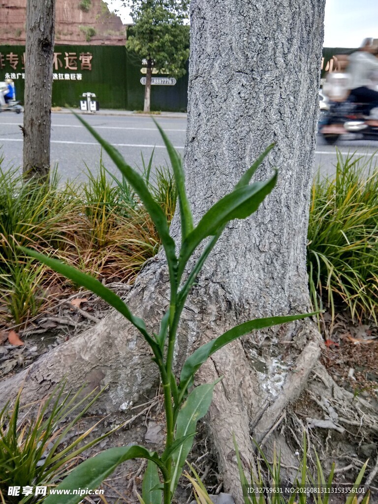樹干旁生長的嫩綠植物