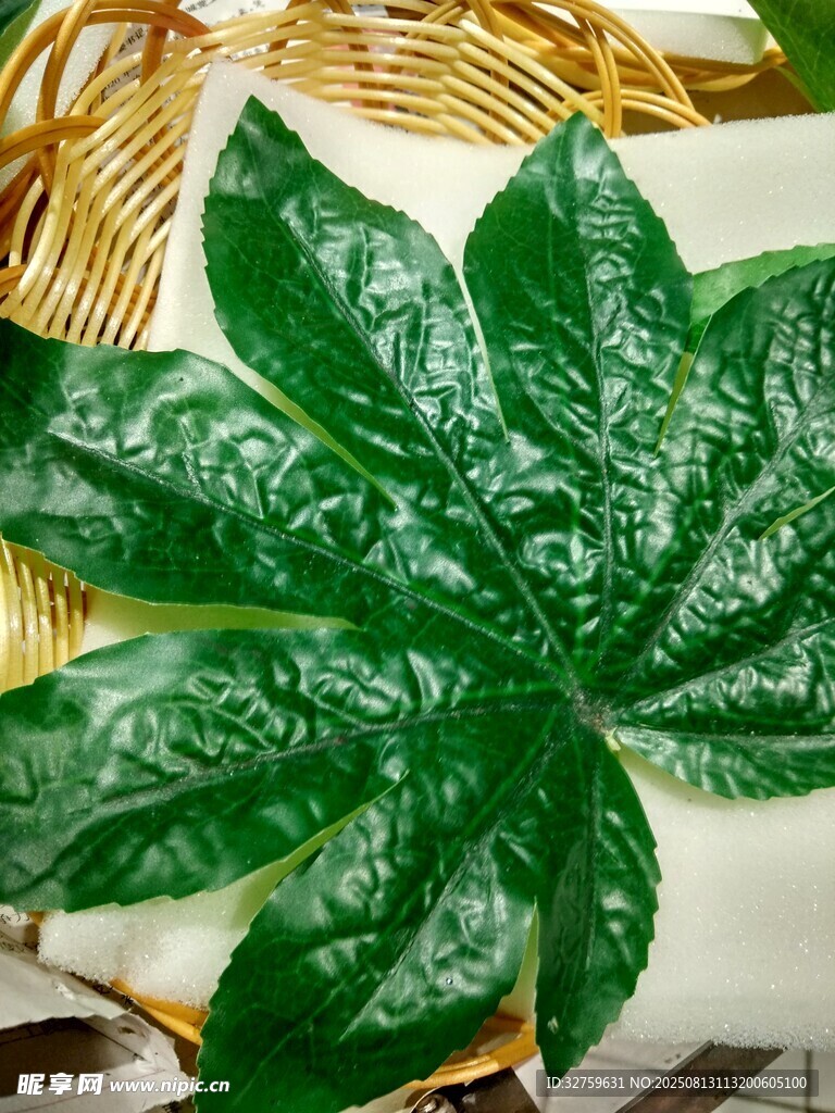 翠綠葉片的室內(nèi)綠植