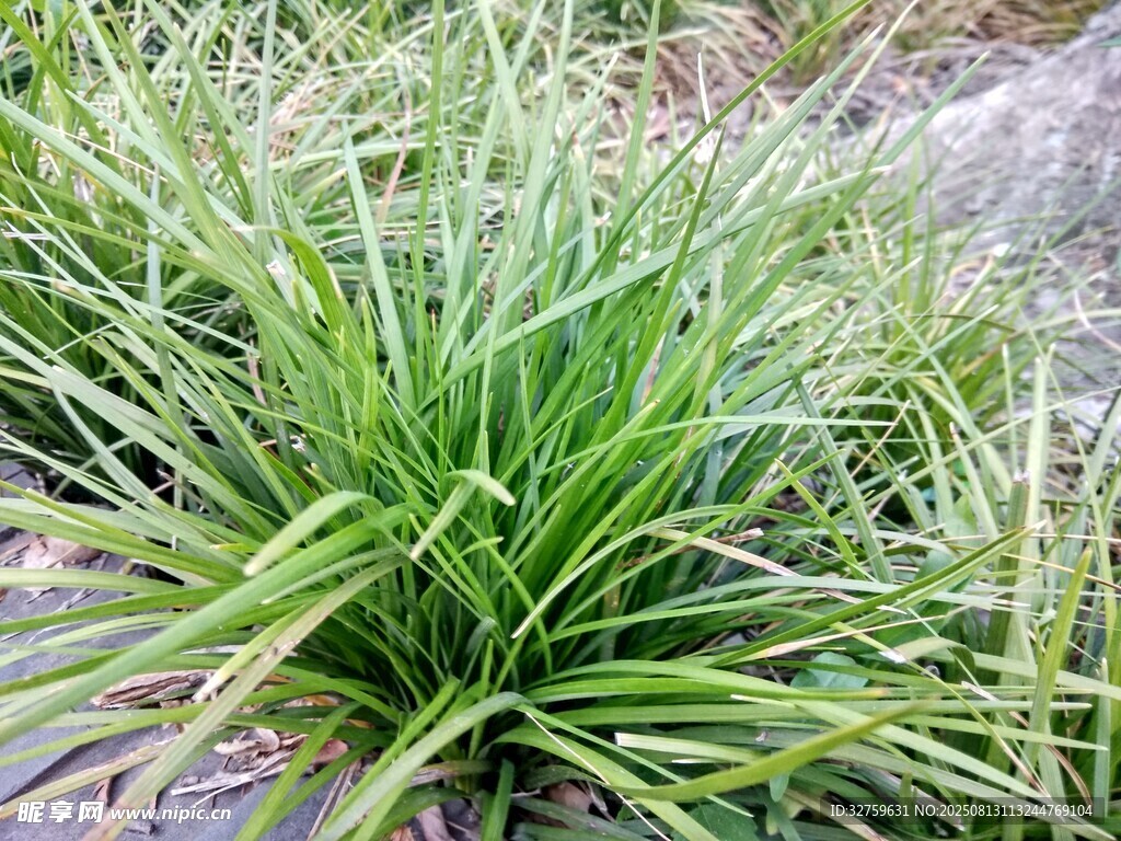 翠綠叢生的細長葉片植物