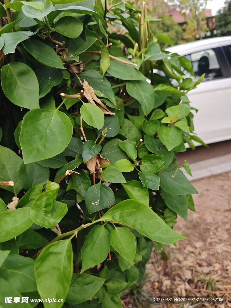 綠葉繁茂的植物
