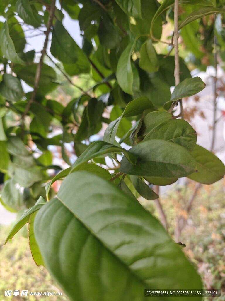 綠葉繁茂的植物景象