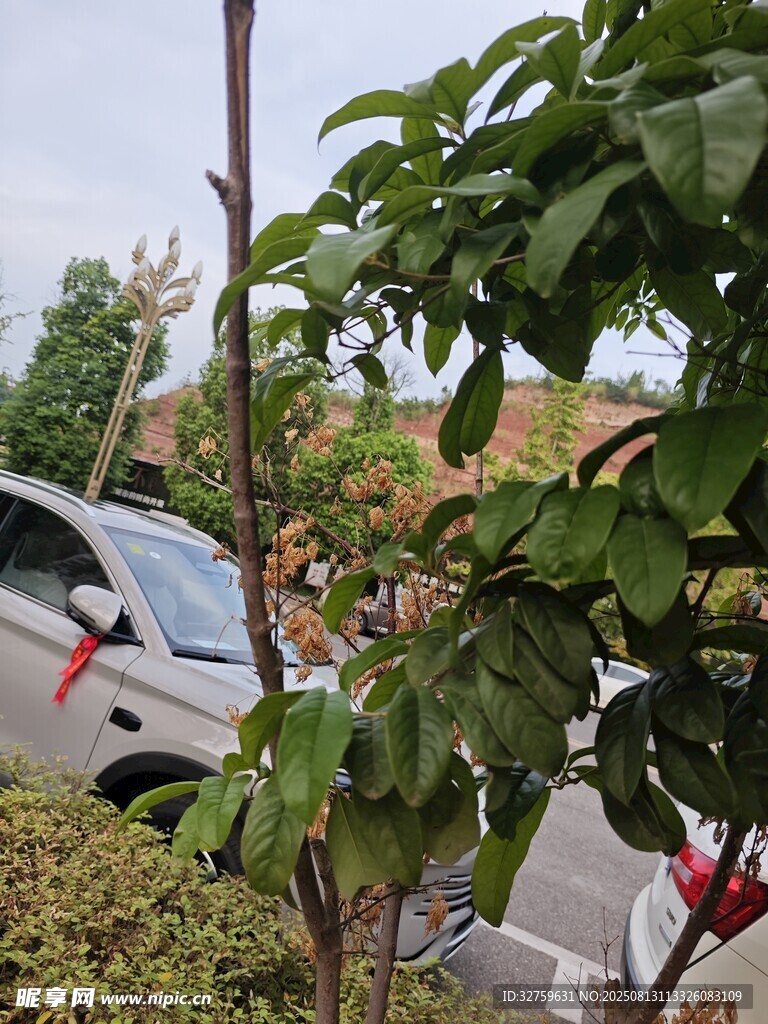 車旁綠植與紅飾裝點景象