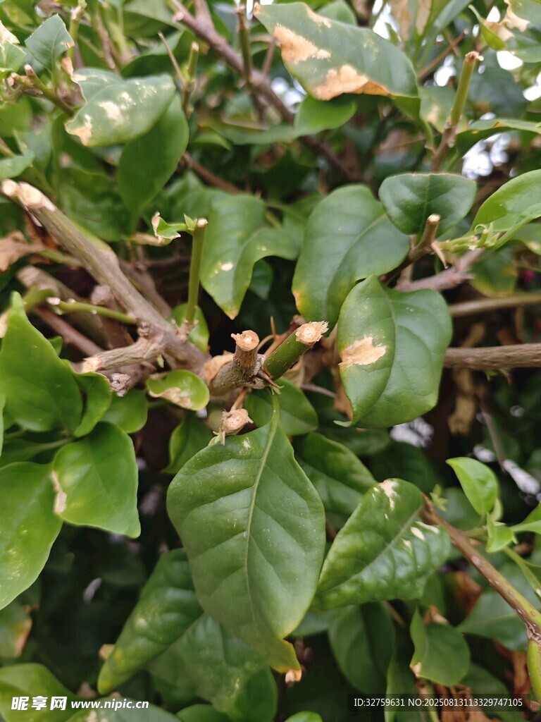 繁茂綠葉纏繞的植物枝干