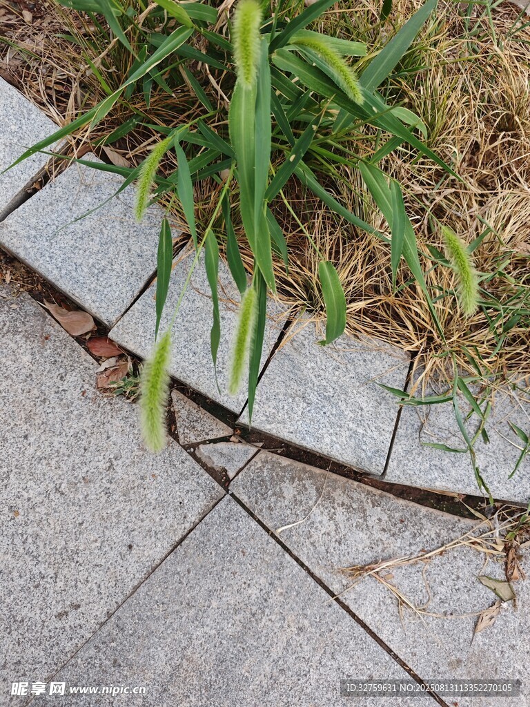 石板縫隙中生長的綠草