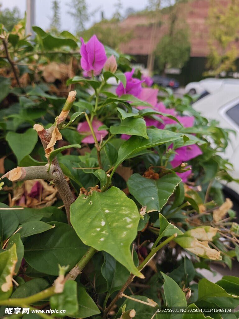 綠葉間綻放的嬌艷紫花