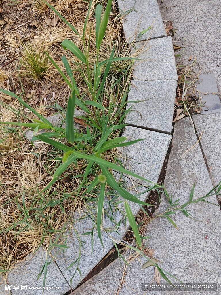 石縫間生長的嫩綠野草