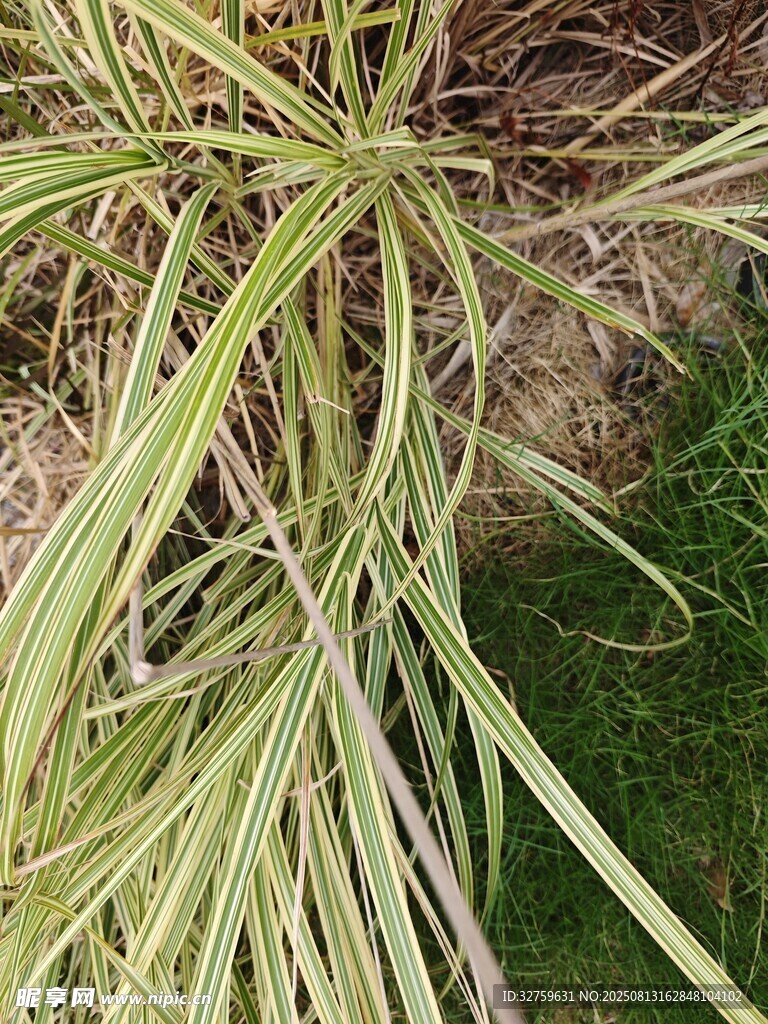 細(xì)長葉片的綠色植物