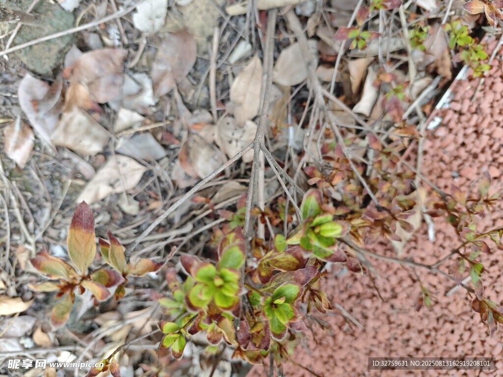 地面上的綠植與枯葉