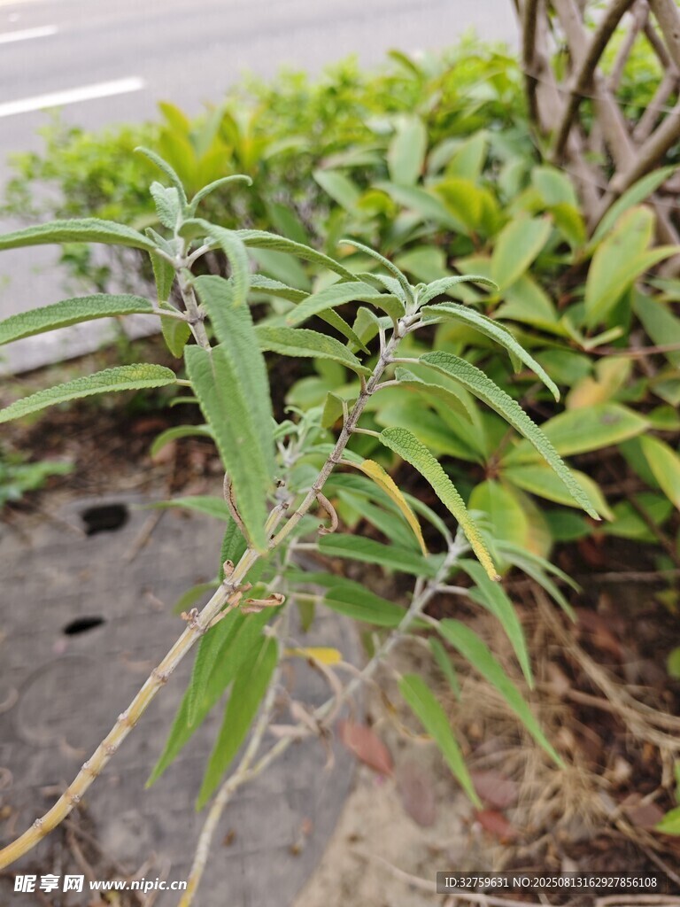 路邊綠植特寫