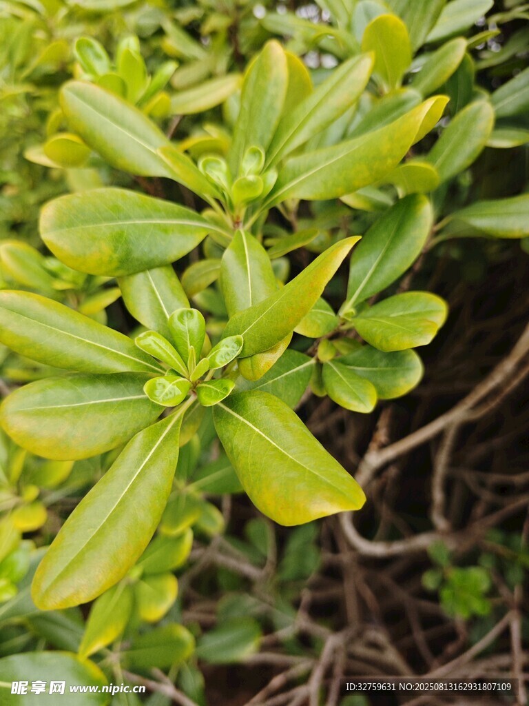 嫩綠多汁的綠色植物