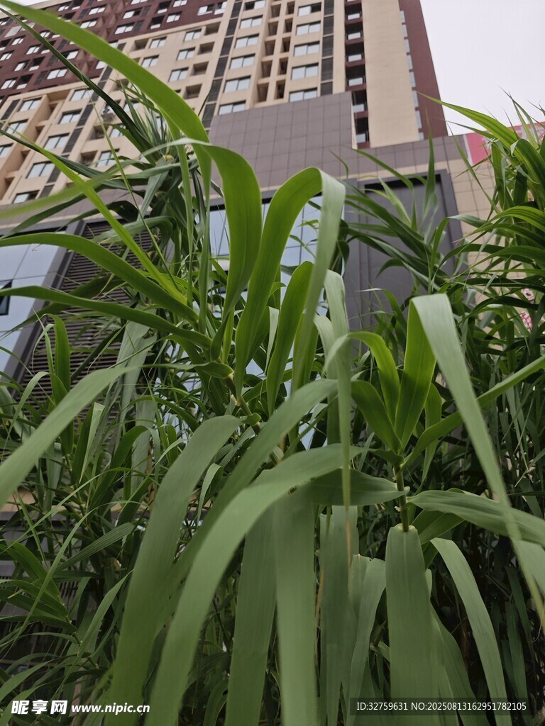 城市中生長的蔥郁綠植