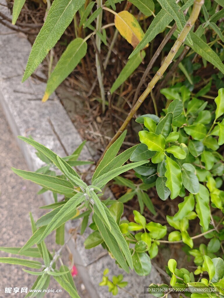 路邊綠植