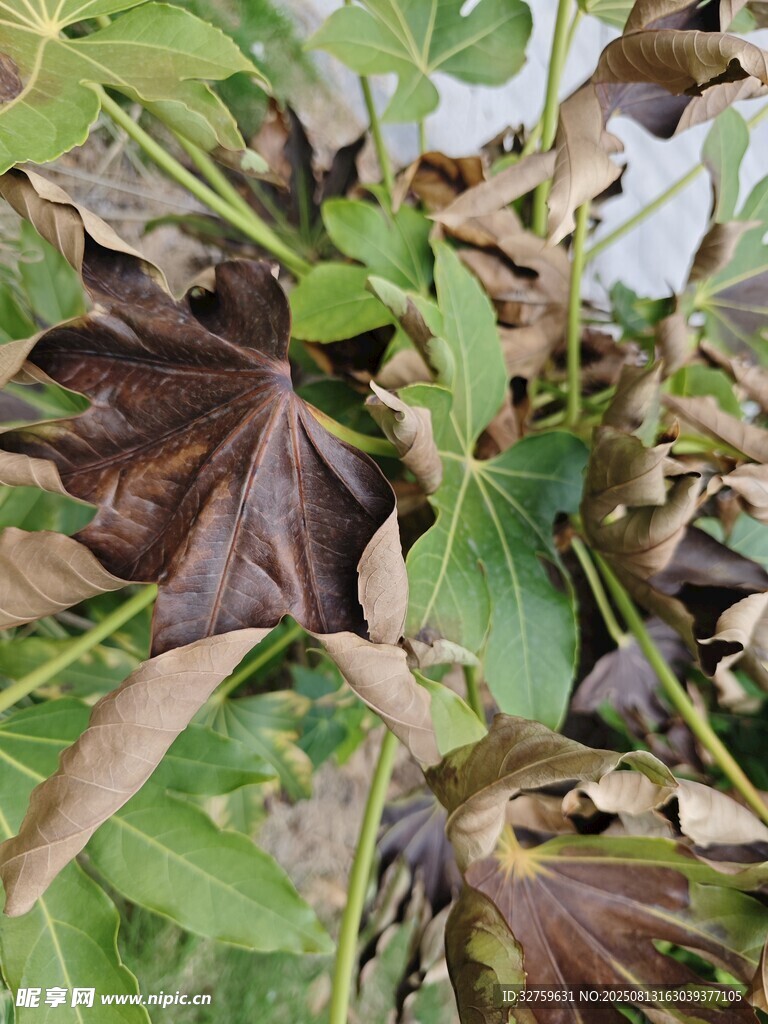 綠葉間的褐色枯葉景象