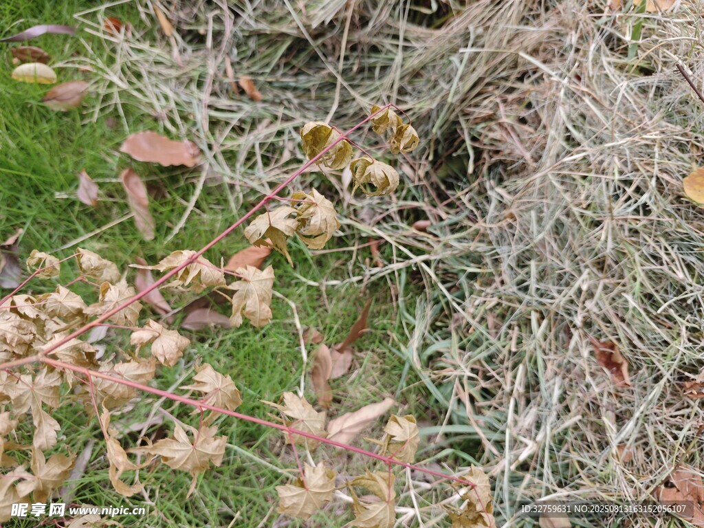 地面干枯枝葉與草