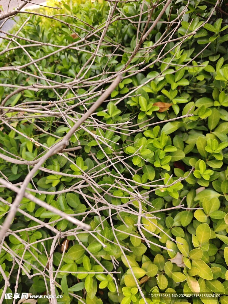 繁茂綠植與交錯(cuò)枝丫