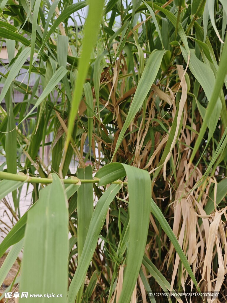 翠綠茂盛的青竹