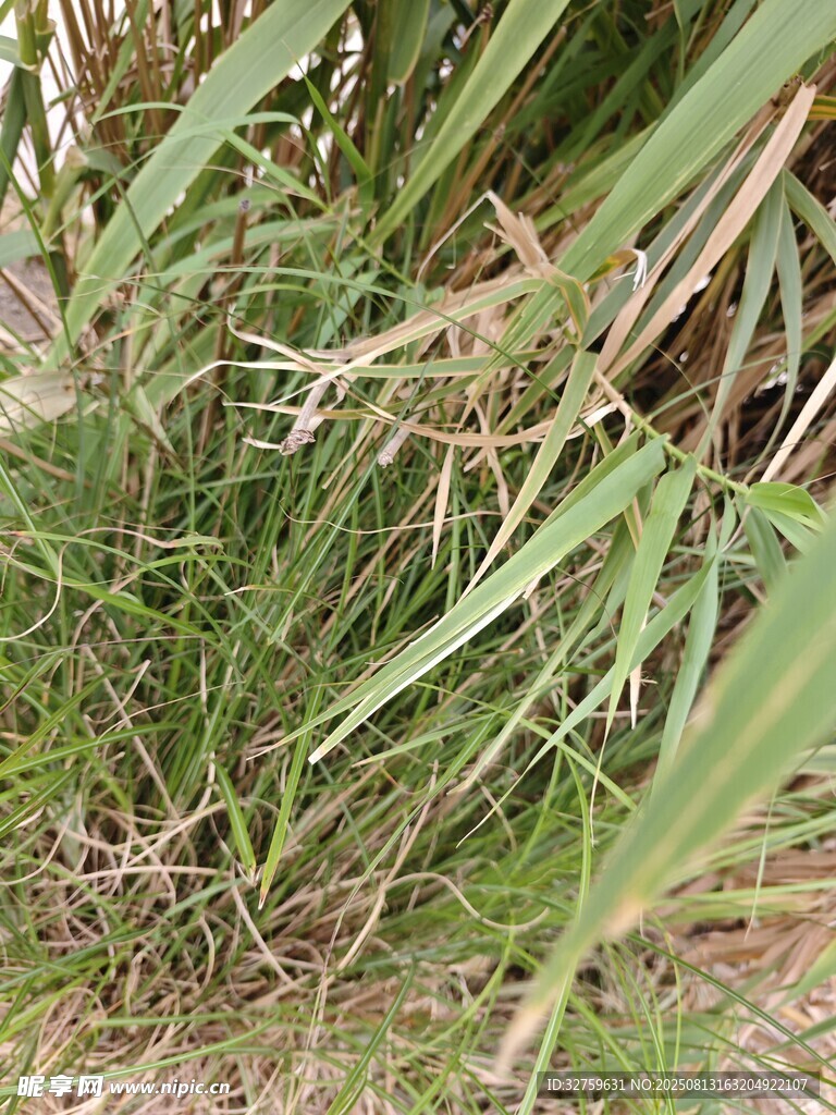 草叢中的綠色植物