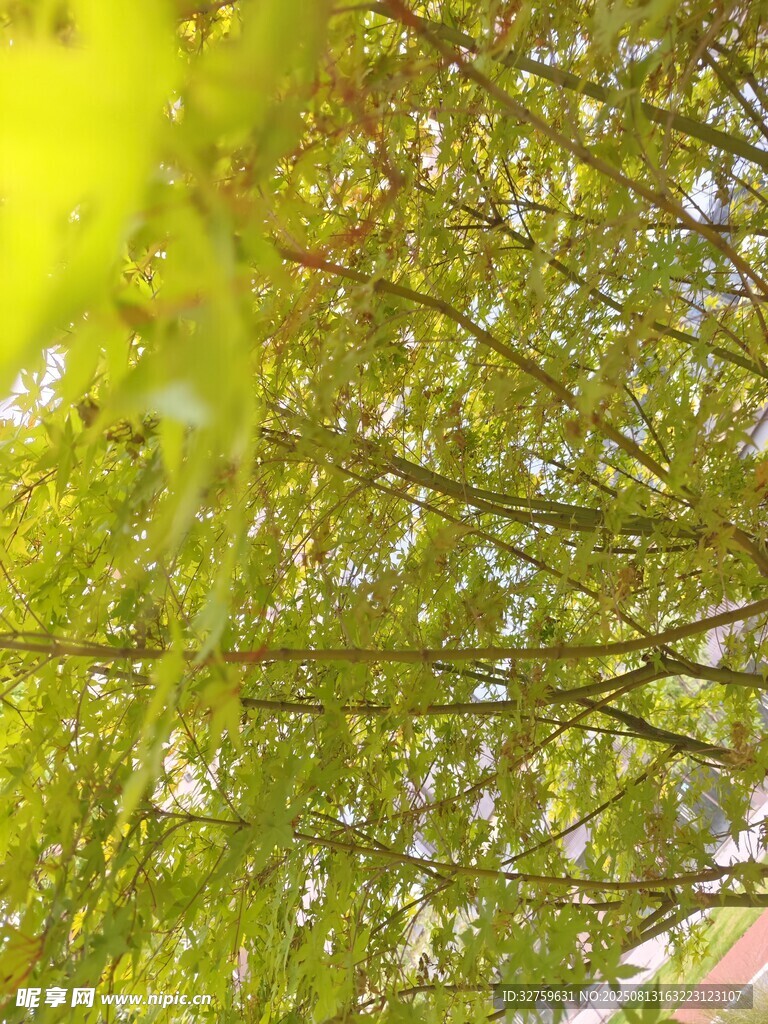 仰視繁茂枝葉