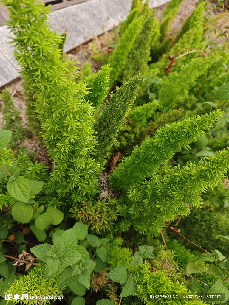 翠綠蕨類植物生機(jī)盎然