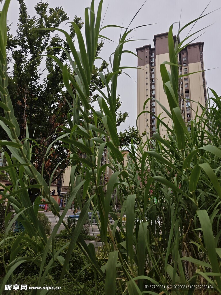 綠植掩映下的高大建筑物