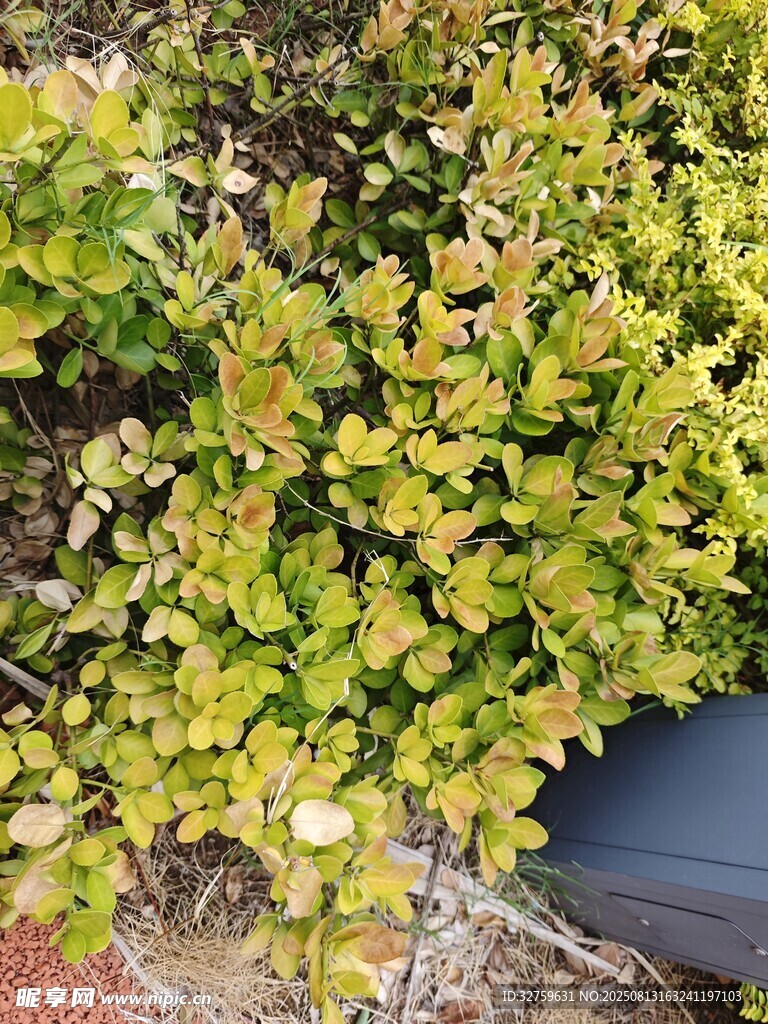 黃綠相間的茂盛植物