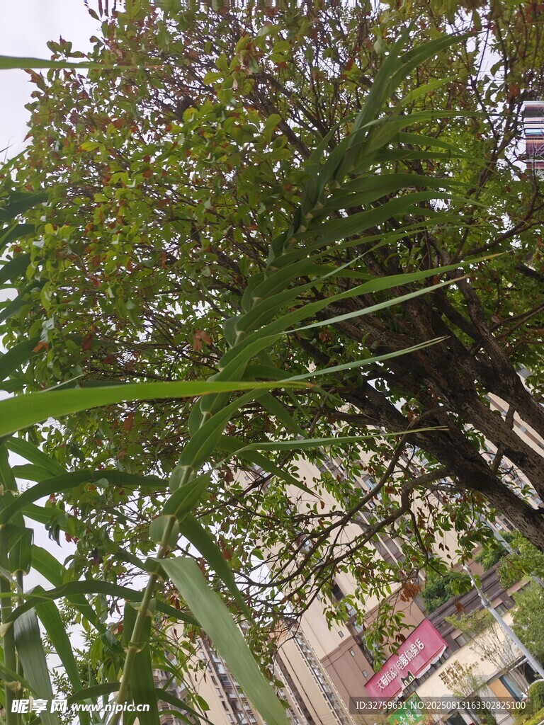 繁茂枝葉間的爛漫紫花