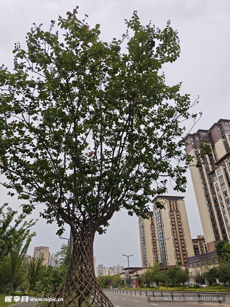 城市中茂盛的大樹