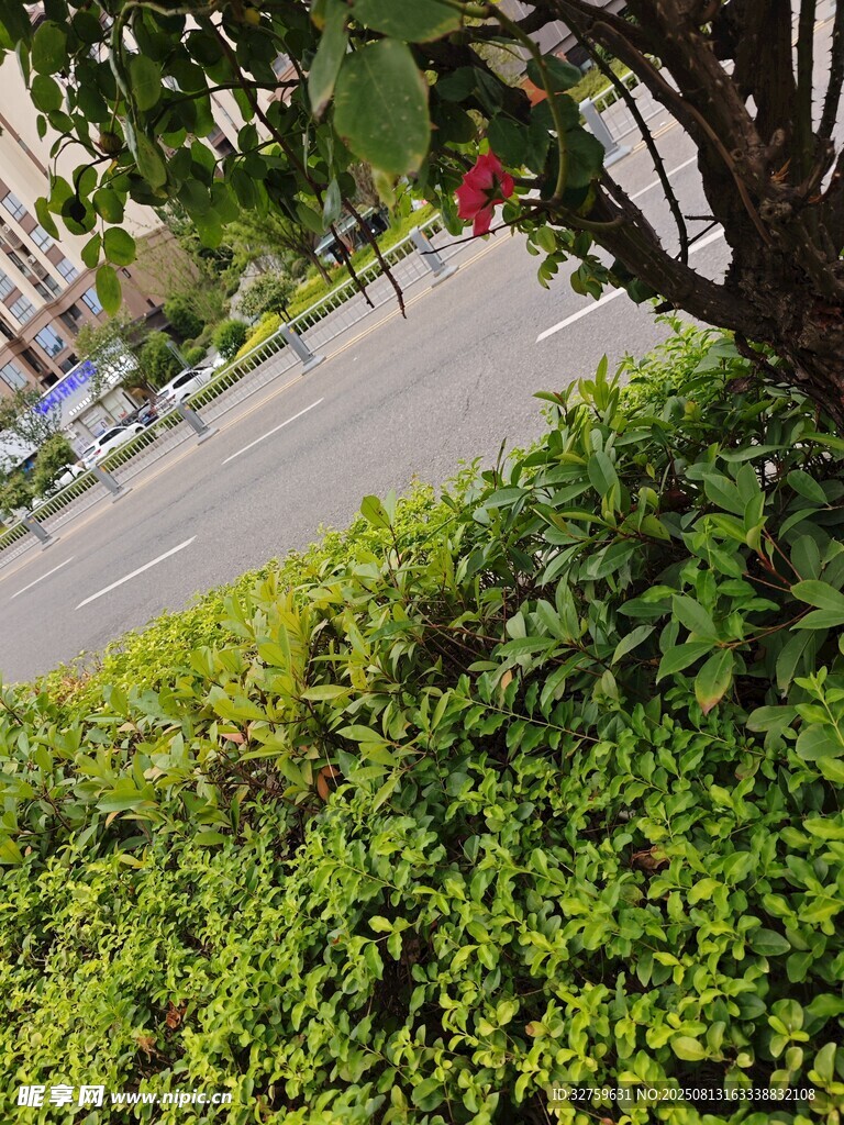 路邊綠植景觀