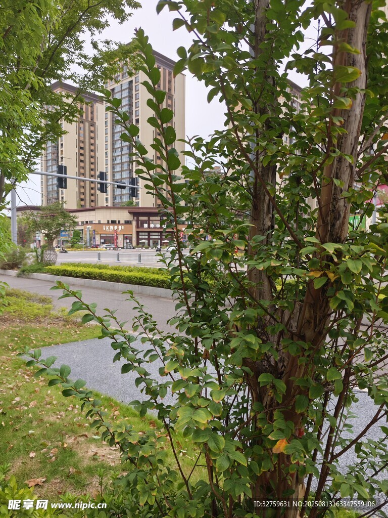 透過枝葉看城市建筑景觀
