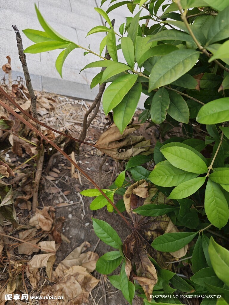 綠葉與枯萎植物的對比