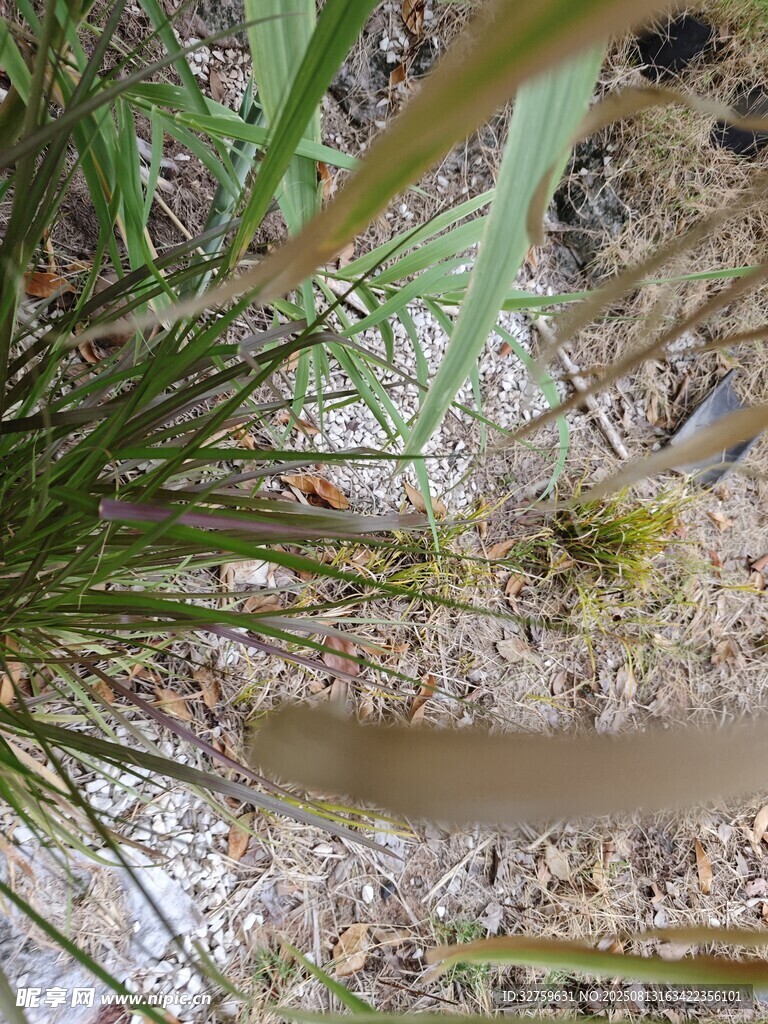 仰視視角下的蔥郁植物景觀