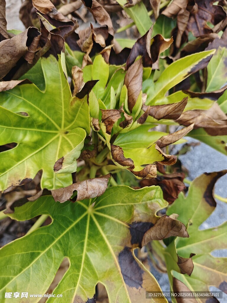 枯萎與生機(jī)并存的植物