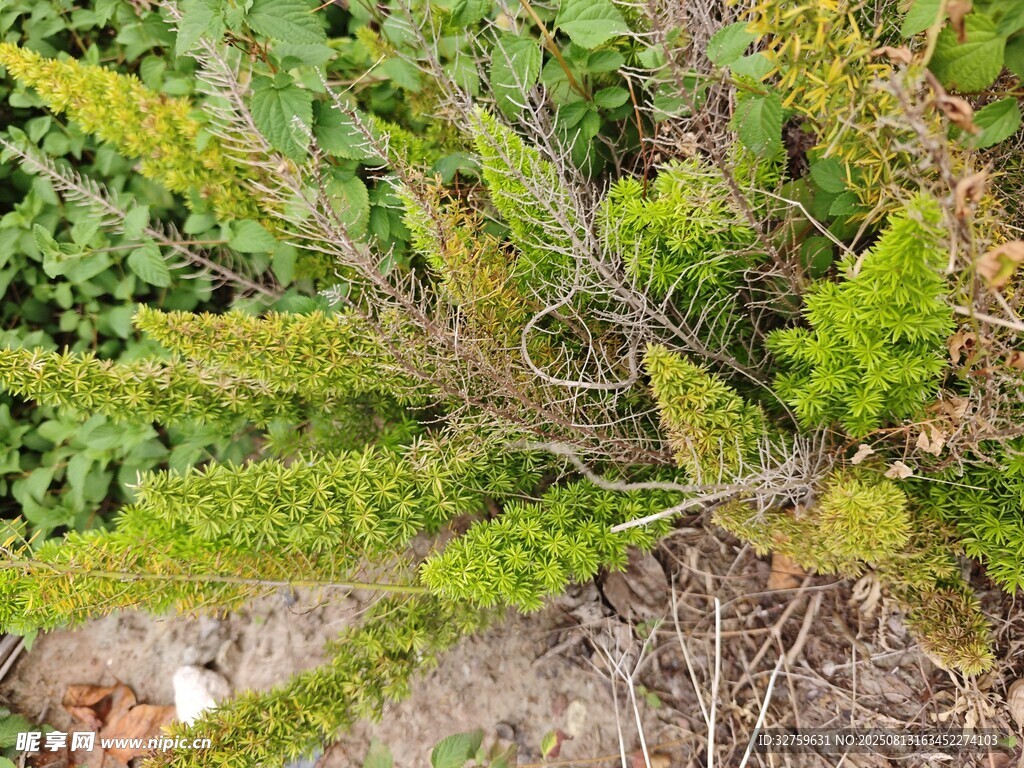 地面綠植特寫