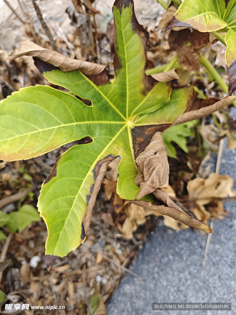 綠葉植物近景特寫