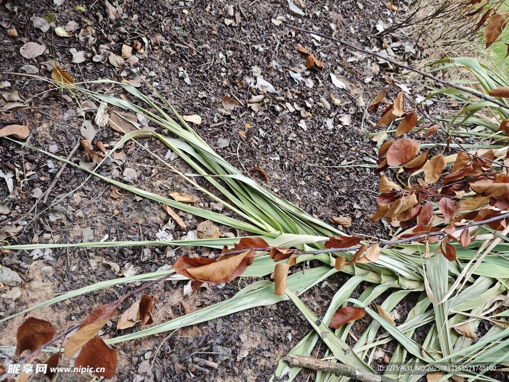 地面上的枯萎植物殘體