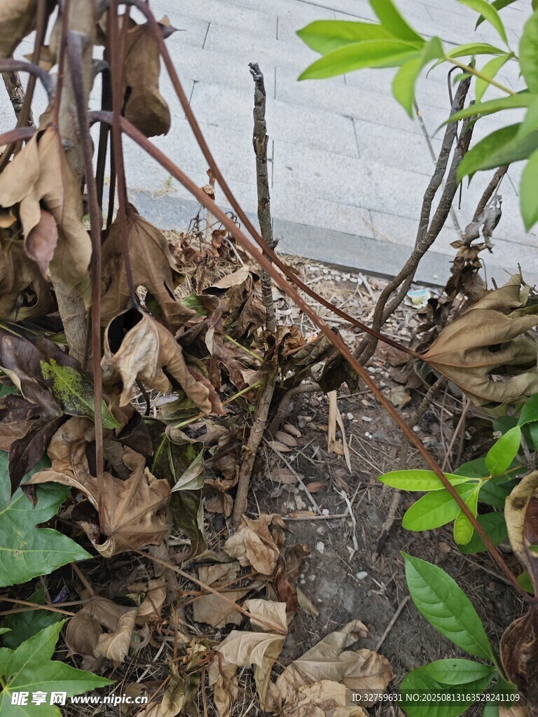枯萎植物與新生綠植并存