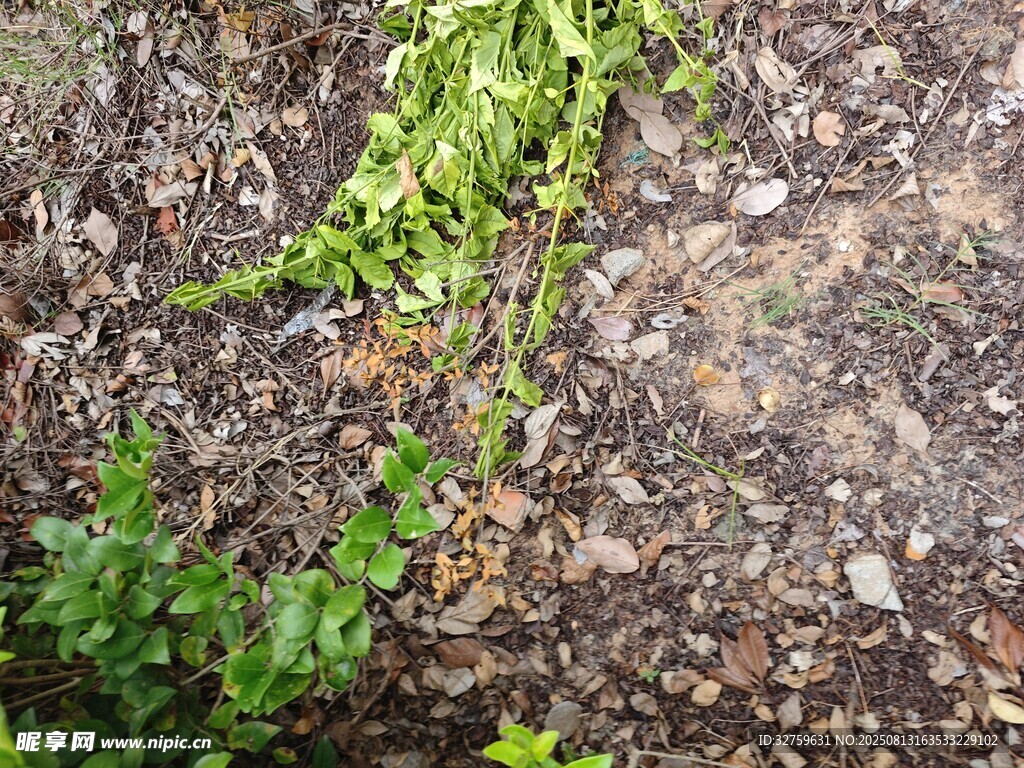 地面上的綠色藤蔓植物