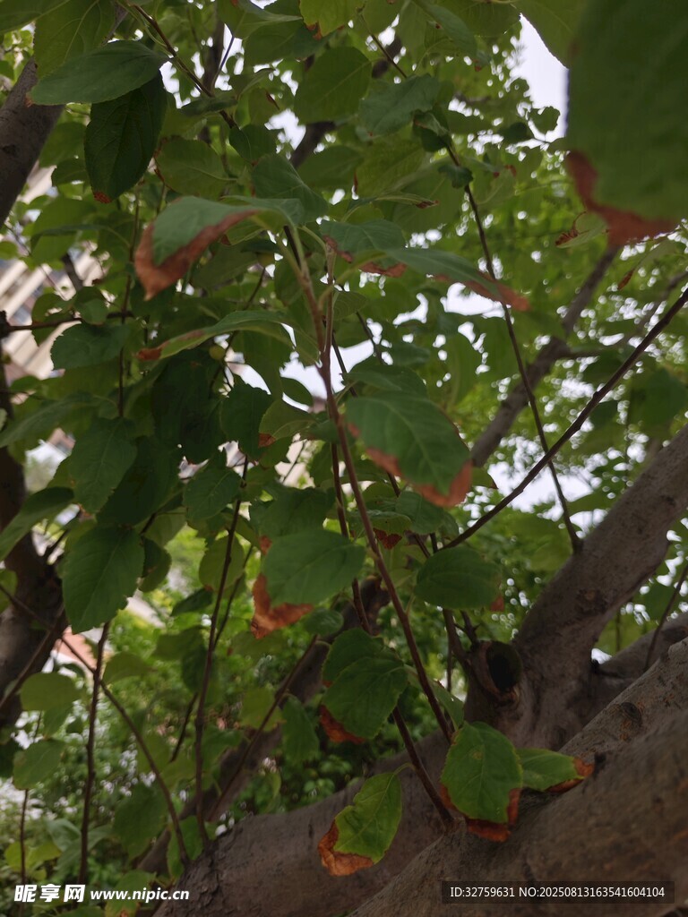 綠葉繁茂的葡萄藤