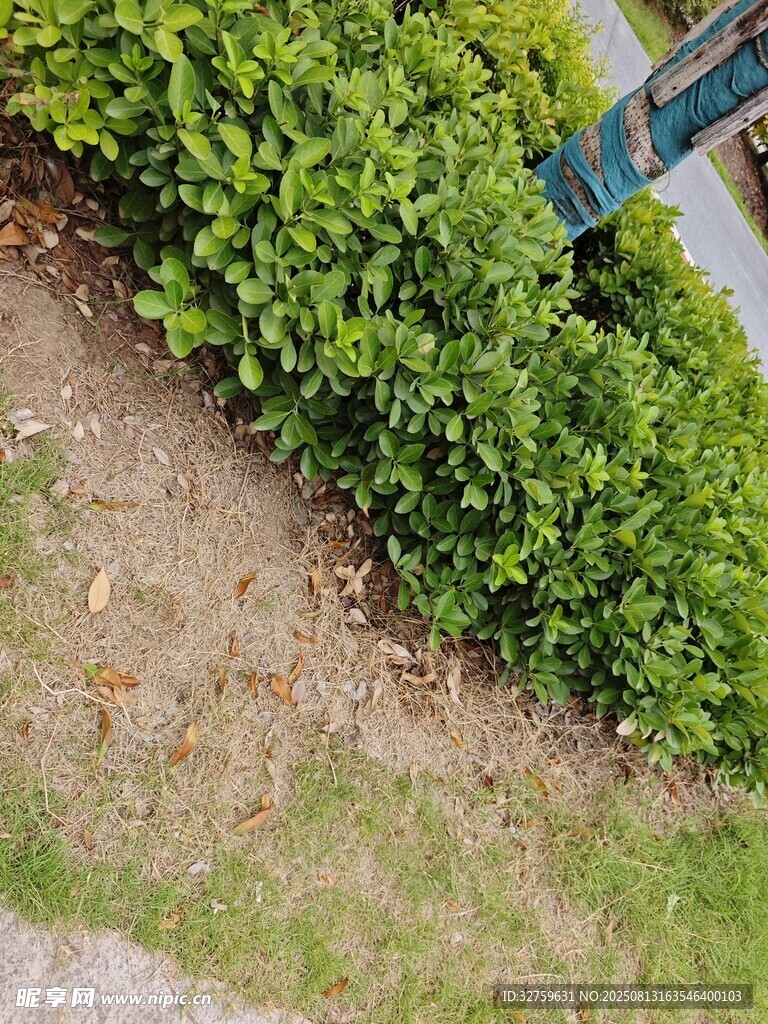 修剪整齊的綠色灌木叢