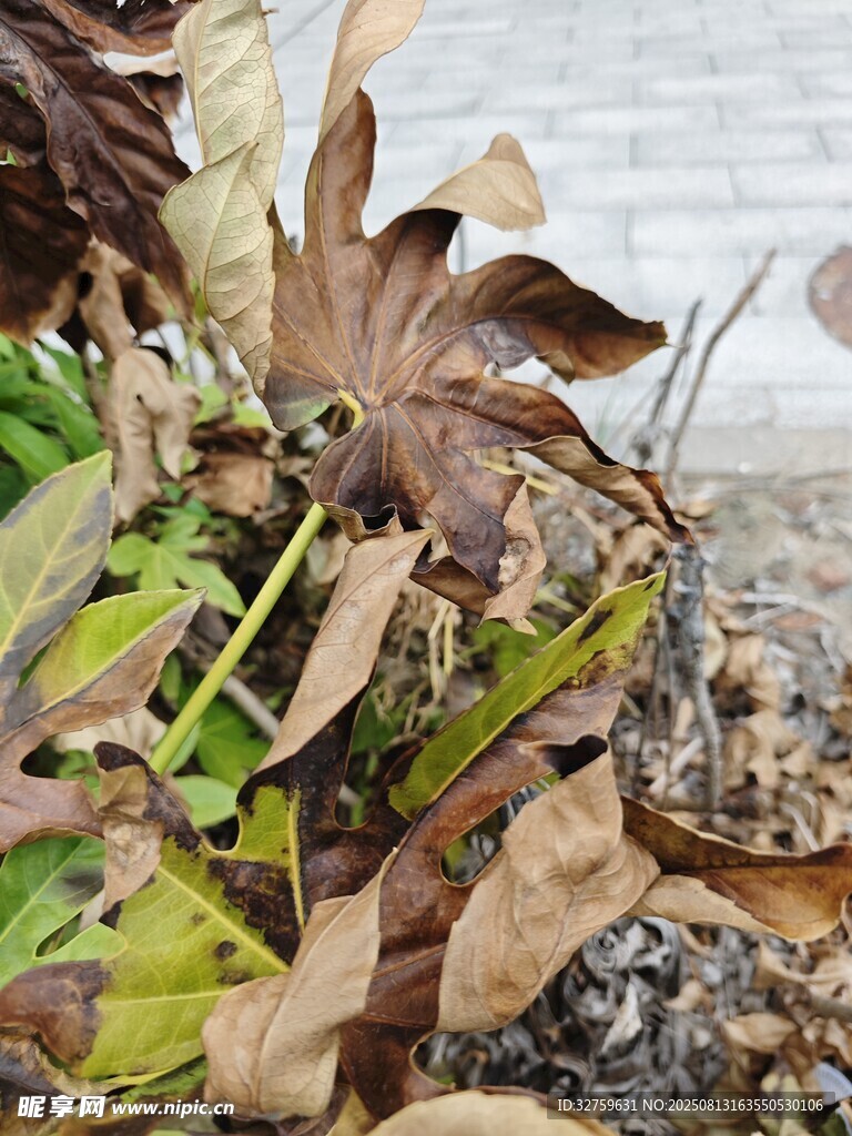 枯萎植物與石塊景象