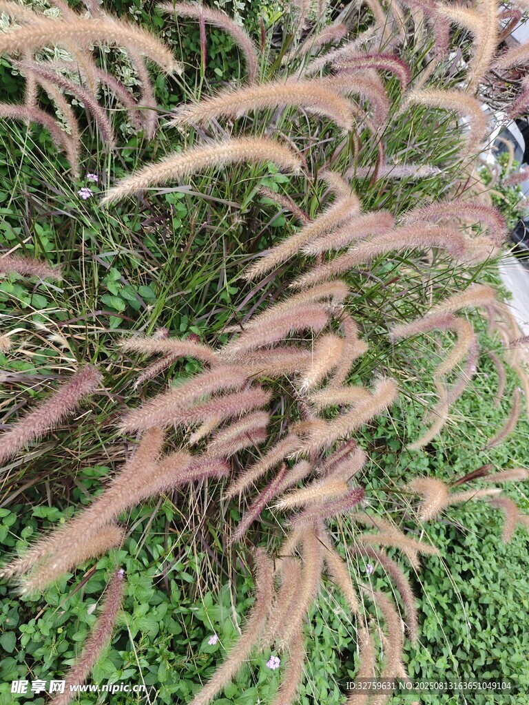 搖曳的粉黛亂子草