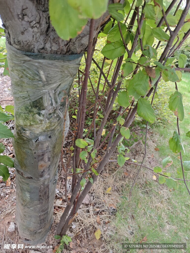 樹干旁的綠植藤蔓景象