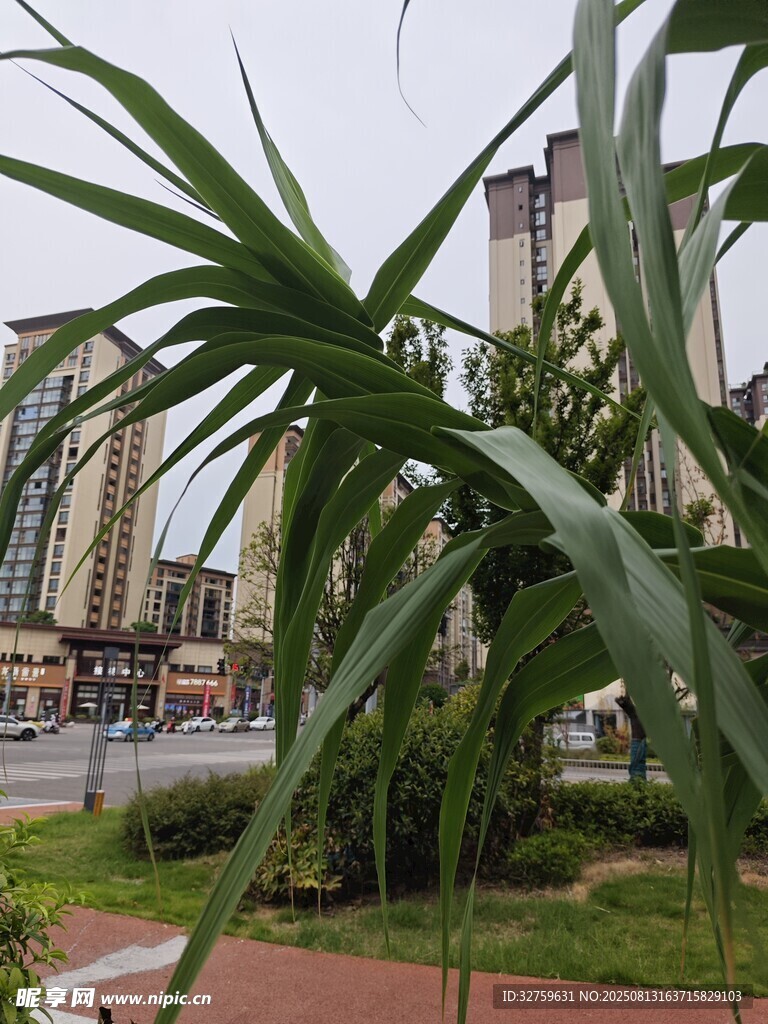 城市中蔥郁的綠植景觀