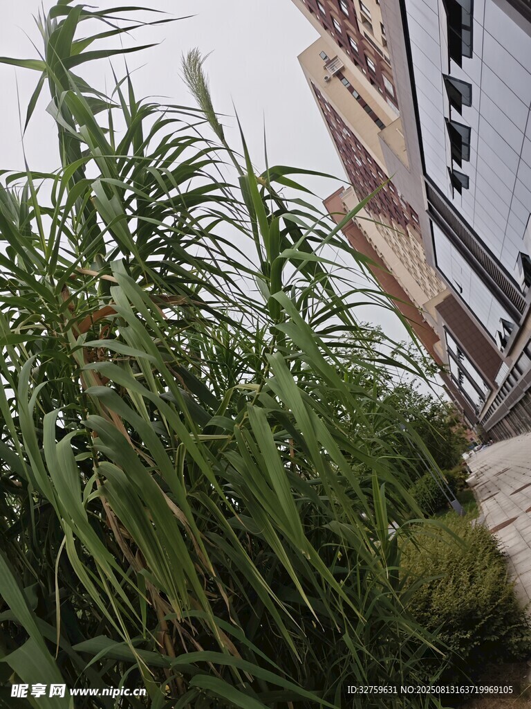 戶(hù)外綠植與建筑一角