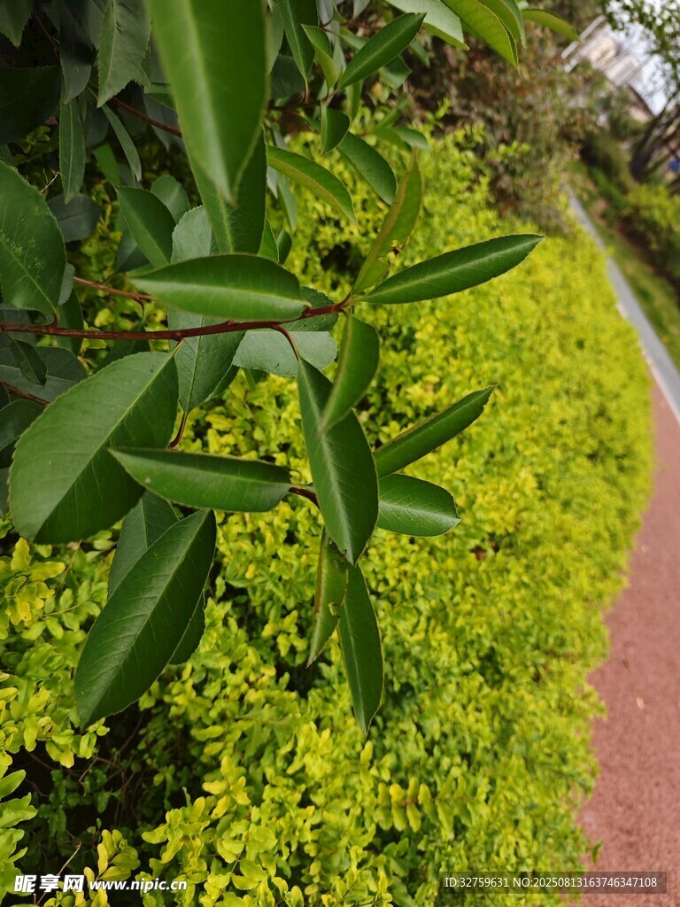 小徑旁的翠綠植物景觀