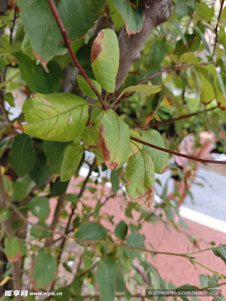 綠葉繁茂的植物枝干