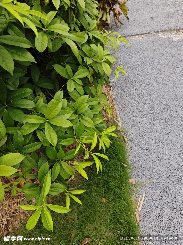 路邊翠綠植物生機盎然