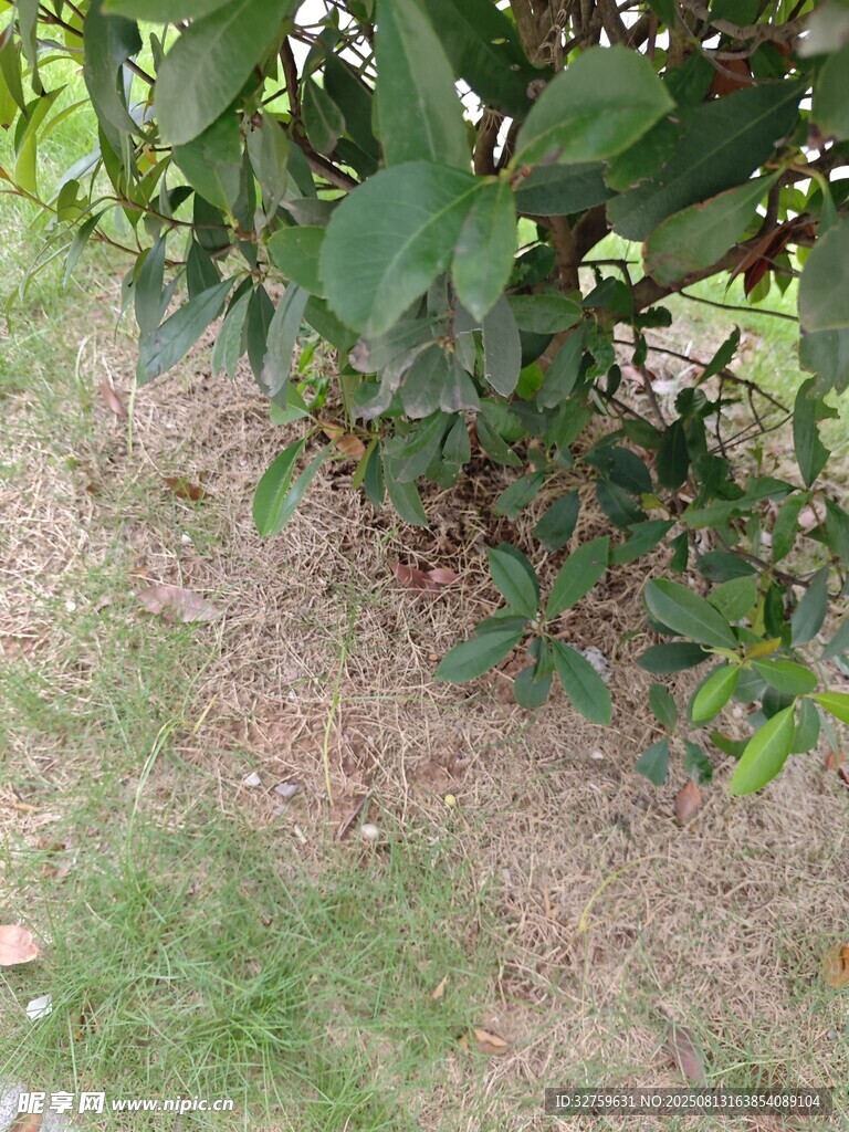 綠植下的地面景象
